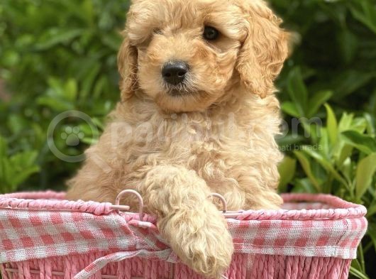 Toy Poodle Yavrular görsel