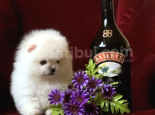 Teddy Bear Pomerani̇an Yavrular görsel