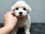 0 Numara Maltese Yavrularımız