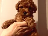 Hayattaki Dostunuz, Teacup Red Brown Toypoodle Yavrumuz