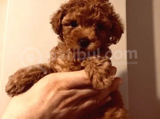 Hayattaki Dostunuz, Teacup Red Brown Toypoodle Yavrumuz görsel