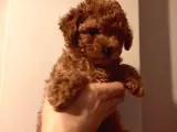 Hayattaki Dostunuz, Teacup Red Brown Toypoodle Yavrumuz
