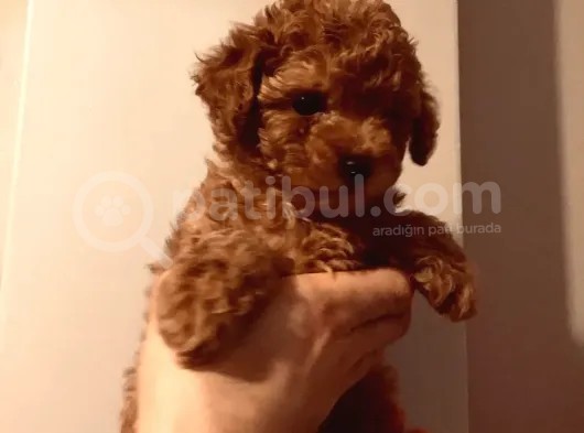 Hayattaki Dostunuz, Teacup Red Brown Toypoodle Yavrumuz görsel