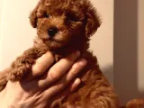Hayattaki dostunuz, teacup Red Brown ToyPoodle yavrumuz