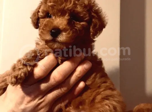 Hayattaki Dostunuz, Teacup Red Brown Toypoodle Yavrumuz