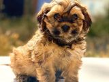 Hayattaki Dostunuz, Ufak Maltipoo Yavrumuz