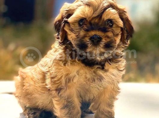 Hayattaki Dostunuz, Ufak Maltipoo Yavrumuz görsel