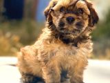 Hayattaki dostunuz, ufak maltipoo yavrumuz