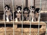 SİBİRYA KURDU HUSKY YAVRULARIMIZ
