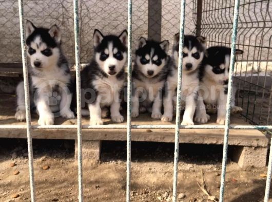 Si̇bi̇rya Kurdu Husky Yavrularimiz