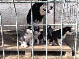 Si̇bi̇rya Kurdu Husky Yavrularimiz