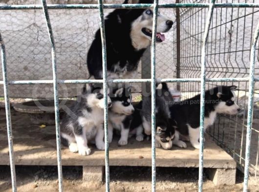 Si̇bi̇rya Kurdu Husky Yavrularimiz görsel