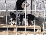 Si̇bi̇rya Kurdu Husky Yavrularimiz