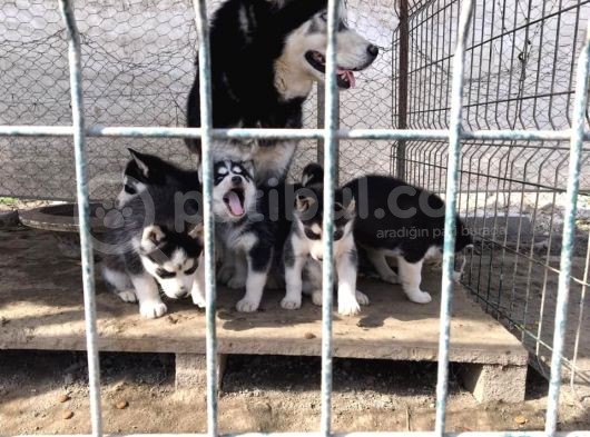 Si̇bi̇rya Kurdu Husky Yavrularimiz görsel
