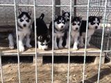Si̇bi̇rya Kurdu Husky Yavrularimiz