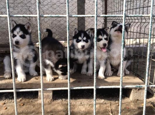 Si̇bi̇rya Kurdu Husky Yavrularimiz görsel