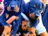 Kıng Doberman Yavrularımız Çiftliğimizden