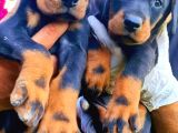 Kıng doberman yavrularımız çiftliğimizden
