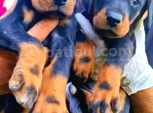 Kıng Doberman Yavrularımız Çiftliğimizden