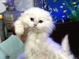 Scottish Fold Longhair