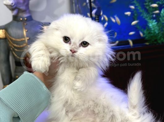 Scottish Fold Longhair görsel