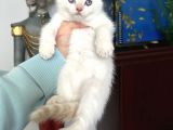 British Shorthair Red Point