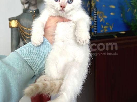 British Shorthair Red Point