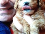 Şirin Maltipoo Yavrularımız