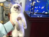 British Shorthair Bluepoint Dişi