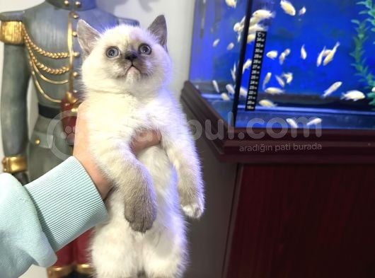 British Shorthair Bluepoint Dişi görsel