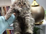 Scottish Fold Longhair