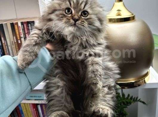 Scottish Fold Longhair