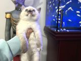 British Shorthair Bluepoint Dişi