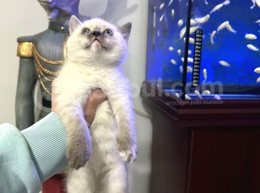 British Shorthair Bluepoint Dişi görsel