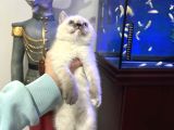 British Shorthair Bluepoint Dişi