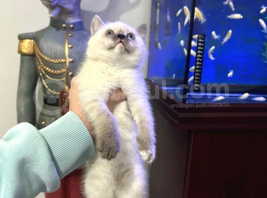 British Shorthair Bluepoint Dişi görsel