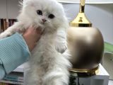 Scottish Fold Longhair