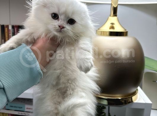 Scottish Fold Longhair görsel
