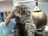 Scottish Fold Longhair