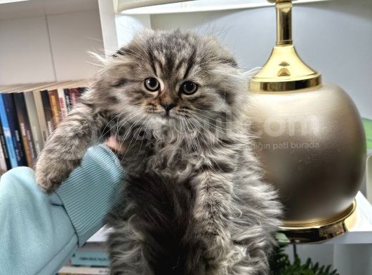 Scottish Fold Longhair görsel