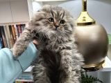 Scottish Fold Longhair