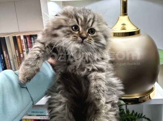 Scottish Fold Longhair görsel