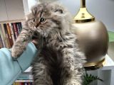 Scottish Fold Longhair