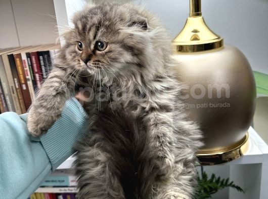 Scottish Fold Longhair görsel