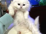 Scottish Fold Longhair