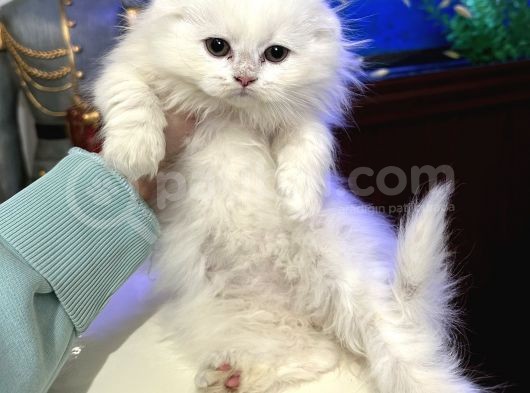 Scottish Fold Longhair görsel