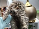 Scottish Fold Longhair