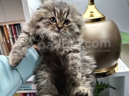 Scottish Fold Longhair görsel