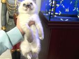 British Shorthair Bluepoint Dişi
