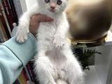 British Shorthair Red Point